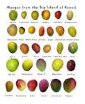 Mango! « diningmissjenna