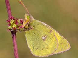 Attēlu rezultāti vaicājumam “Colias croceus underside”
