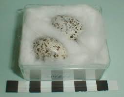 Attēlu rezultāti vaicājumam “Caprimulgus europaeus eggs”
