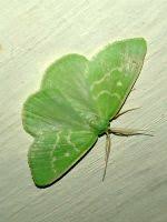 Attēlu rezultāti vaicājumam “Thetidia smaragdaria”