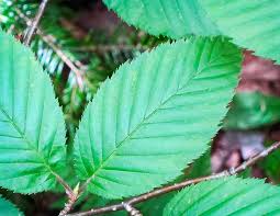 Attēlu rezultāti vaicājumam “Betula alleghaniensis”