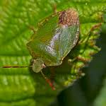 Attēlu rezultāti vaicājumam “Palomena prasina”