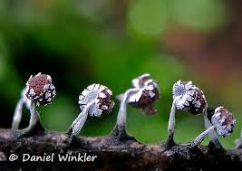 Attēlu rezultāti vaicājumam “Physarum album spores”