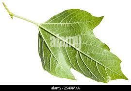 Attēlu rezultāti vaicājumam “Viburnum opulus leaf”