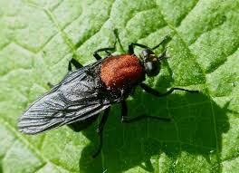 Attēlu rezultāti vaicājumam “Clitellaria ephippium”