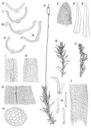 Attēlu rezultāti vaicājumam “Didymodon tophaceus sporophyte”