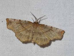 Attēlu rezultāti vaicājumam “Selenia dentaria imago”