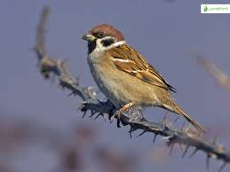 Attēlu rezultāti vaicājumam “Passer montanus”