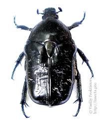 Attēlu rezultāti vaicājumam “Liocola lugubris”