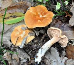 Attēlu rezultāti vaicājumam “Hydnum rufescens”