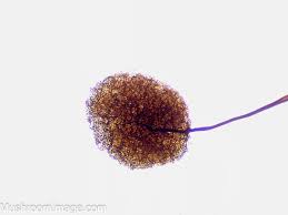 Attēlu rezultāti vaicājumam “Comatricha laxa spores”