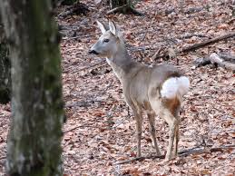 Attēlu rezultāti vaicājumam “Capreolus capreolus”