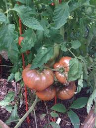 Afbeeldingsresultaat voor carbon tomato