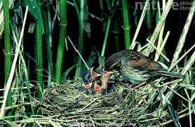 Attēlu rezultāti vaicājumam “Emberiza schoeniclus nest”