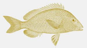 Image result for Pomadasys incisus