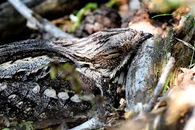 Attēlu rezultāti vaicājumam “Caprimulgus europaeus nest”