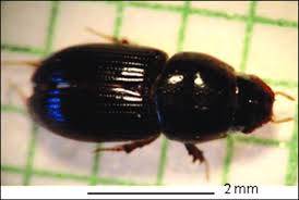 Attēlu rezultāti vaicājumam “Aphodius sp.”