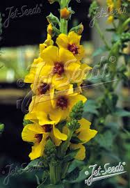 Image result for Verbascum densiflorum