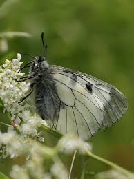 Attēlu rezultāti vaicājumam “Parnassius mnemosyne”