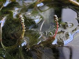 Attēlu rezultāti vaicājumam “Haloragaceae”