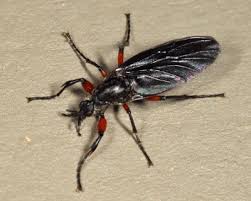 Attēlu rezultāti vaicājumam “Bibionidae female”