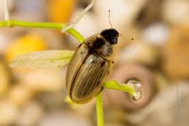 Attēlu rezultāti vaicājumam “Enochrus affinis”