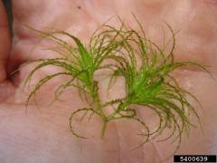 Attēlu rezultāti vaicājumam “Najas minor leaf”