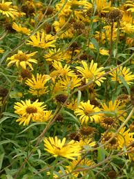 Image result for Buphthalmum salicifolium