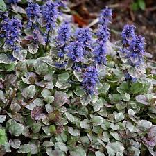 Attēlu rezultāti vaicājumam “Ajuga reptans bud”