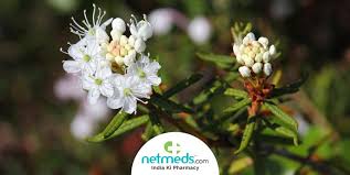 Attēlu rezultāti vaicājumam “Ledum palustre flower”