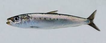 Image result for Clupea pallasii