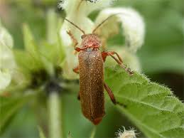 Attēlu rezultāti vaicājumam “Cantharis livida”