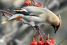 Attēlu rezultāti vaicājumam “Bombycilla garrulus adult”