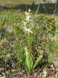 Attēlu rezultāti vaicājumam “Platanthera bifolia flower”