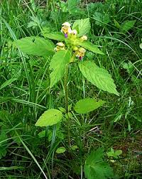 Attēlu rezultāti vaicājumam “Galeopsis speciosa leaf”