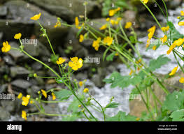 Attēlu rezultāti vaicājumam “Ranunculus lanuginosus bud”