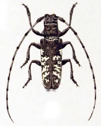 Attēlu rezultāti vaicājumam “Monochamus sutor”