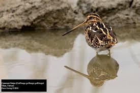 Image result for Gallinago gallinago