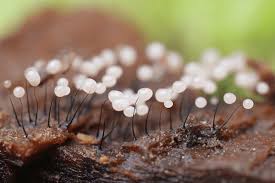 Attēlu rezultāti vaicājumam “Comatricha nigra macro”