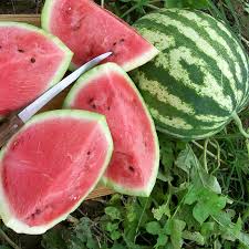 Attēlu rezultāti vaicājumam “Citrullus lanatus”