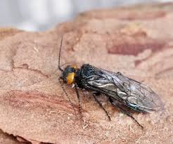 Attēlu rezultāti vaicājumam “Euura brevicornis”