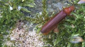 Attēlu rezultāti vaicājumam “Hylecoetus dermestoides”