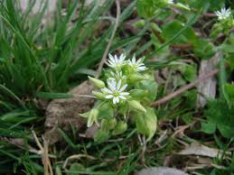 Attēlu rezultāti vaicājumam “Stellaria longifolia flower”