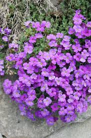 Attēlu rezultāti vaicājumam “Aubrieta deltoidea”