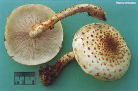 Attēlu rezultāti vaicājumam “Pholiota squarrosoides”