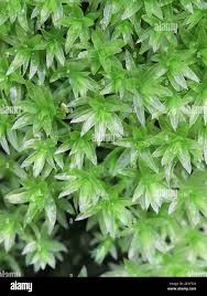 Attēlu rezultāti vaicājumam “Mnium hornum”