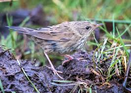 Image result for Locustella lanceolata