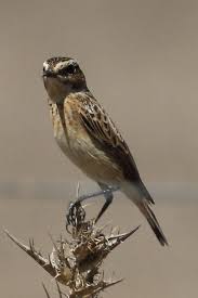 Attēlu rezultāti vaicājumam “Saxicola rubetra juvenile”