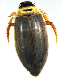 Attēlu rezultāti vaicājumam “Colymbetes striatus”