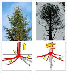 Attēlu rezultāti vaicājumam “Phlebiopsis gigantea”